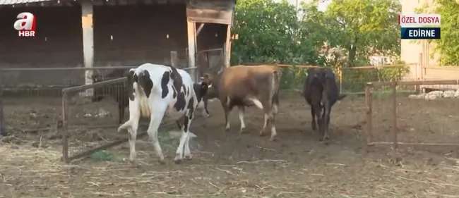 fox-tvnin-sut-hayvanciligi-algisi-curutuldu-sur-ureticileri-fox-tvye-tepki-gosterdi-1653997632124.jpg FOX TV’nin süt hayvancılığı algısı çürütüldü! Sür üreticileri FOX TV’ye tepki gösterdi - 1