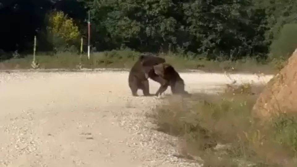 Yolun ortasında güreşe tutuşan ayılar uçurumdan yuvarlandı