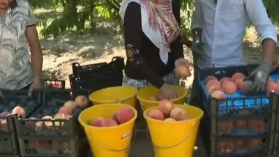 Bursa’da şeftali hasadı! AB tescilli lezzet!