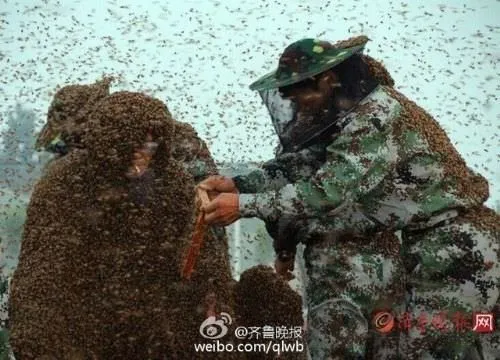 Çinli arıcı dünya rekoru kırdı