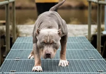 Çocukları en çok ısıran köpek pitbull