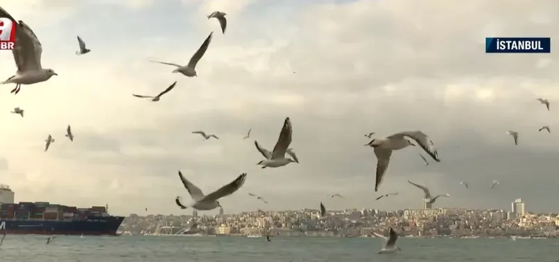 İlk hayvan hastanesi Osmanlı döneminde kuruldu! Kedi ve köpekler sokaklara terk ediliyor