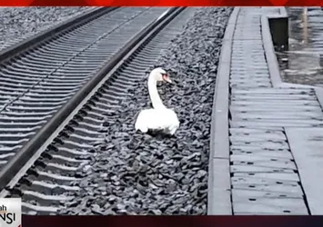 "Yas tutan kuğu" 23 tren seferini engelledi
