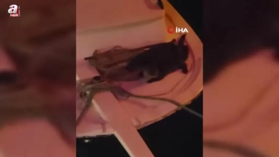 Sinop’ta iki su samuru kamerada