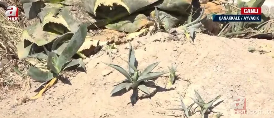 Agave Americana çiçeği Çanakkale Ayvacık'ta bulundu 8