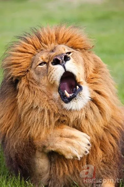 Vahşi yaşamın en komik fotoğrafları 3