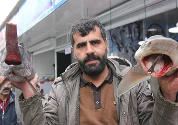 Köpek balığı Bingöllülerin ilgi odağı oldu