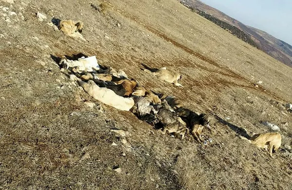 Tokat Zile'de 29 köpek boş arazide baygın bulundu - 4