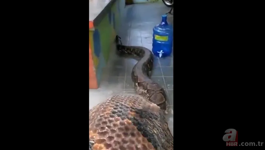 Bir yılan bunu neden yer? Pitonu ameliyat eden veterinerlerden sevinç çığlıkları 22