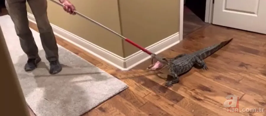 Herkes uyurken köpek kapısından girdi! Ayağıyla ağzına basıp etkisiz hale getirdi 3