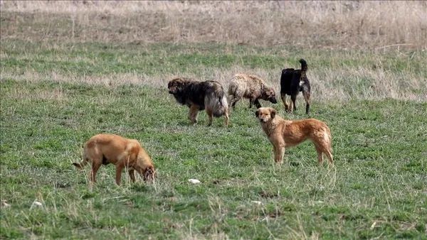 İstanbul Valiliği harekete geçti! 39 ilçeye ’sokak köpeklerini toplayın’ talimatı