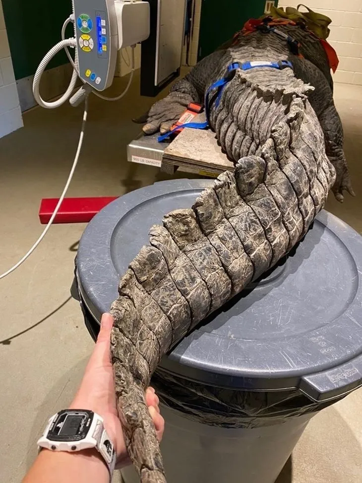Yüzlerce kiloluk dev timsah tedavi edildi! Görüntüleri sosyal medyayı salladı
