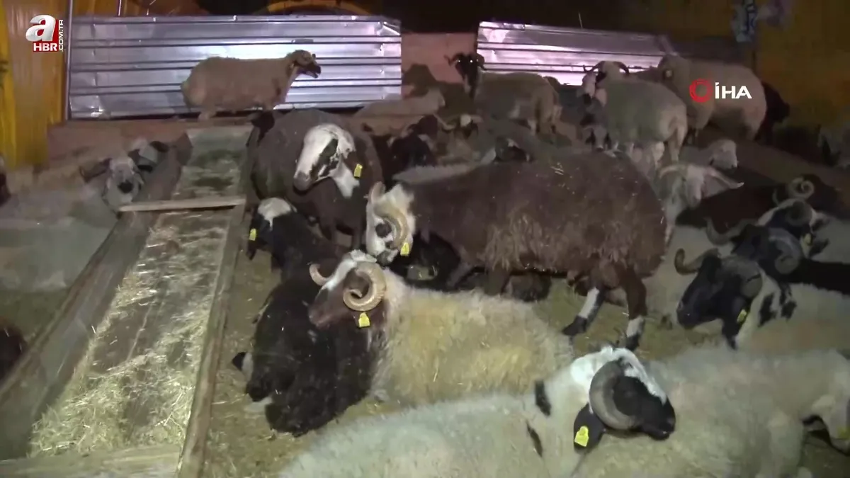 Ankara’da kurban pazarında gece mesaisi!