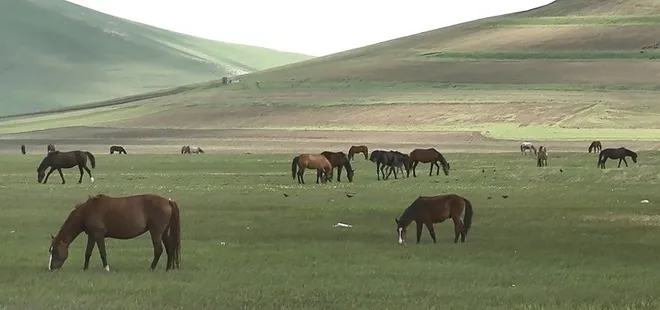 Yılkı atları yeşeren doğada görüntülendi