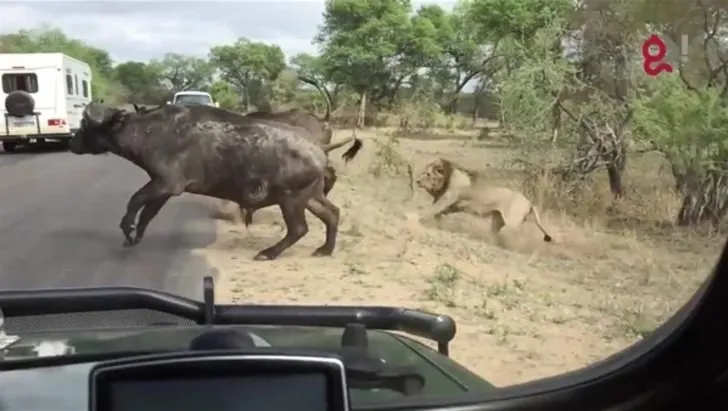 Safaride gördükleriyle hayatlarının şokunu yaşadılar