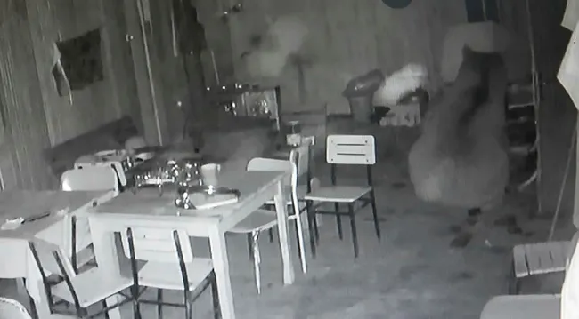 Trabzon’da alabalık tesisine giren ayı, kamerada - 2