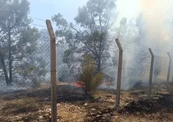 Şanlıurfa'da orman yangını paniği!