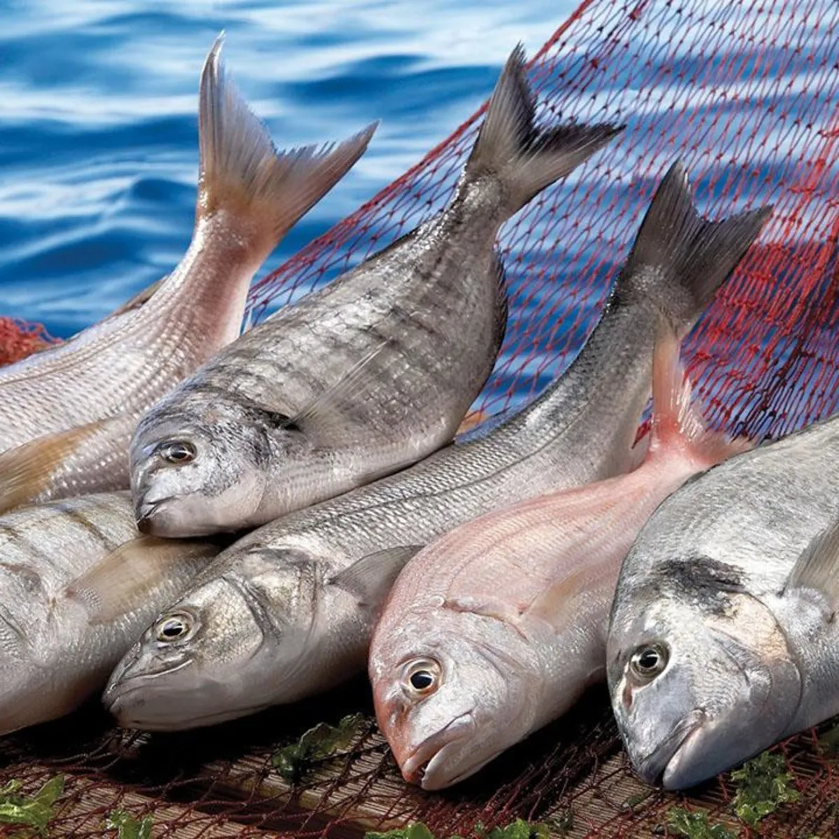 Su ürünleri ihracatı 2,2 milyar doları aştı