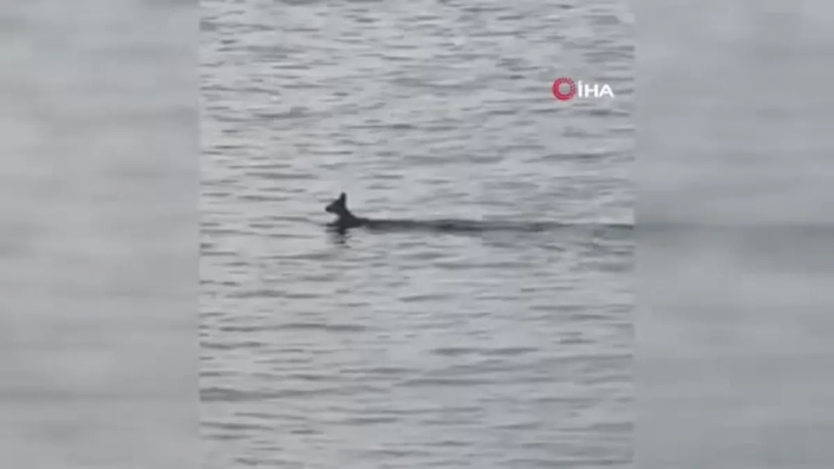 Artvin'de Hopalı balıkçılar bu kez denizden karaca yakaladı