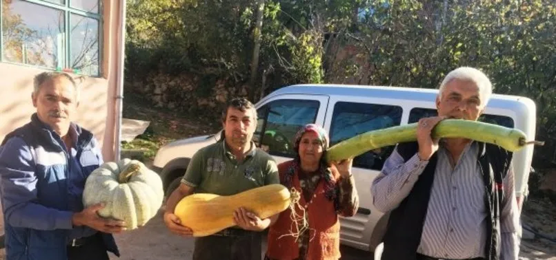 Bartın’da 170 santimetrelik kabak görenleri şaşkına çeviriyor