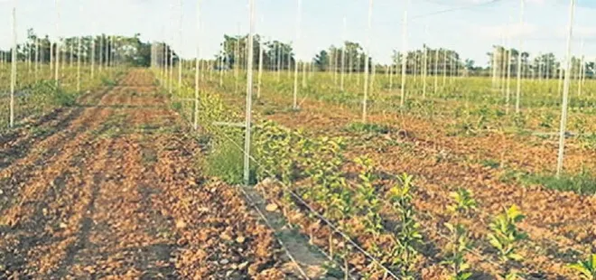 Tarımsal mucize 250 noktaya taşınacak