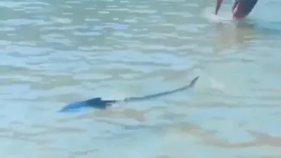 Akdeniz zarganasının bitmeyen çilesi!