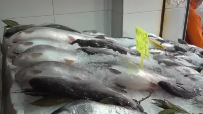 Türk somonunun denize yolculuğu başladı