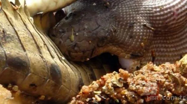 Görüntüler Türkiye'den! Ava giderken "avlandı" 17