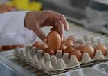 Yumurtanın bilinmeyen tehlikeli yan etkisi!