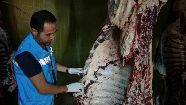 Tokat'ta kurbanlıklarda bulaşıcı hastalık tespit edildi - 2