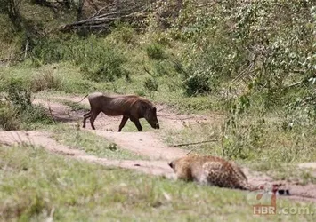 Vahşi yaşamdan hayrete düşüren fotoğraflar
