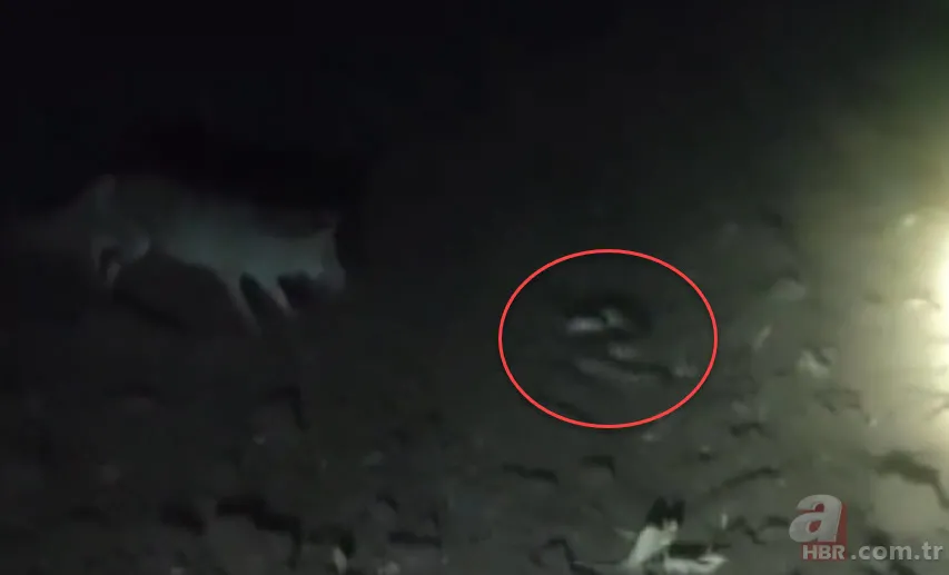 Domuz bekleyen çiftçi belgeselleri aratmayan görüntüler çekti! Tilki yılana saldırıp yedi 5