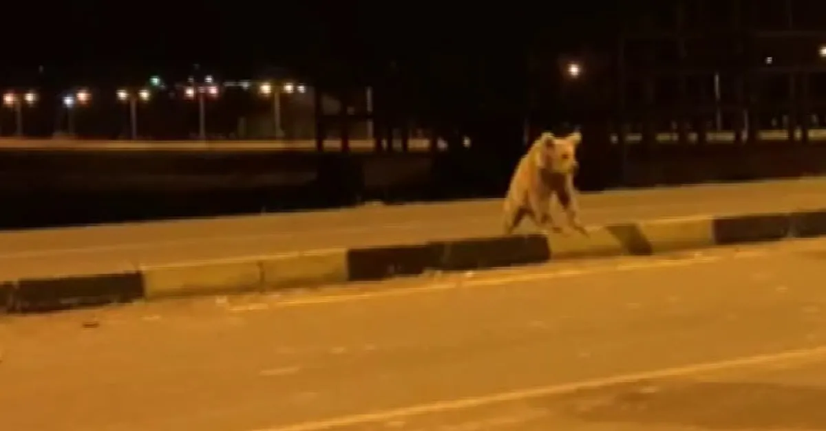 Boz ayılar şehir merkezine indi! Elleriyle besledi