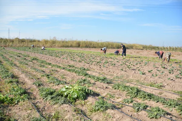 16 ilde hayata geçiyor! Tarımda 50 bin kişiye yeni istihdam