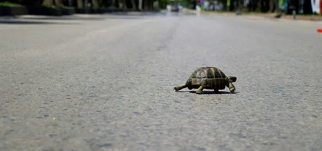 Adana’daki sokağa çıkma yasağından renkli kare! Yollar kaplumbağaya kaldı