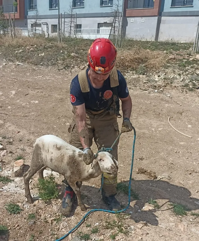 rogara-dusen-kocu-itfaiye-kurtardi-1716736759141.jpg Rögara düşen koçu itfaiye kurtardı - 1