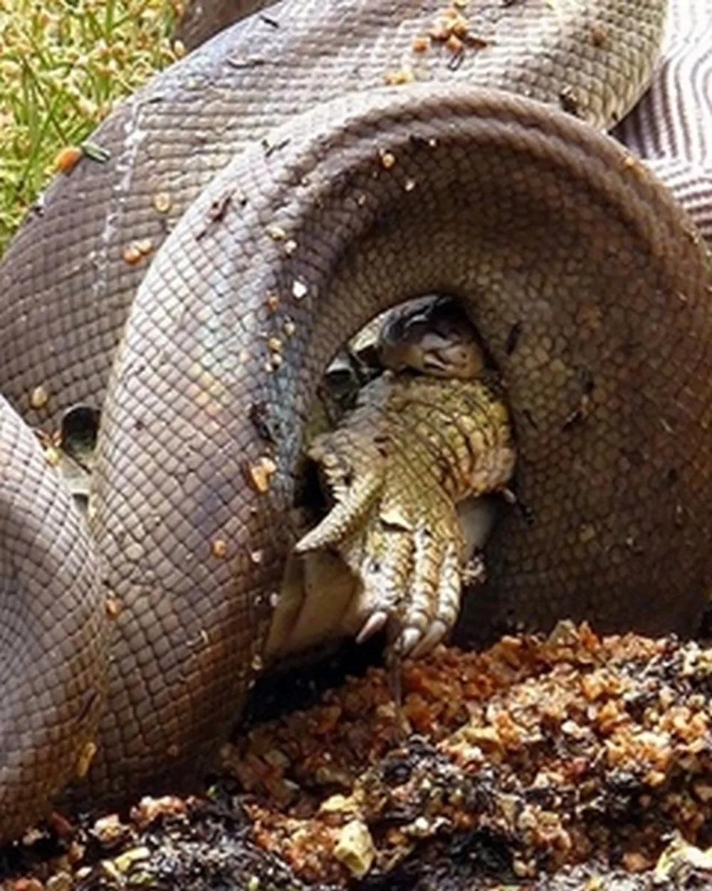 Может ли змея съесть змею. Анаконда проглотила крокодила.