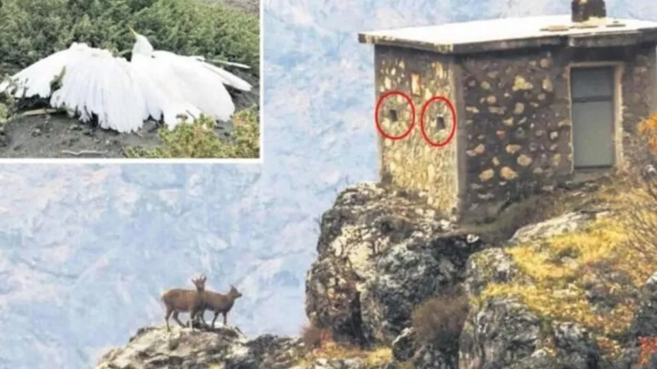 Avcılığın ‘en alçak’ şekli! Yaban hayvanları nasıl tuzağa düşürüyorlar?