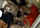 Antalyada dehşete düşüren görüntüler