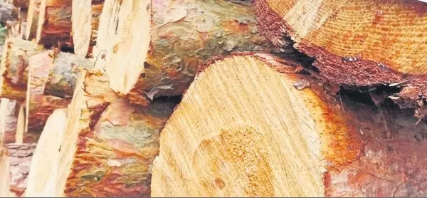 Almanya’da ’odun’ savaşları! Enerji faturası hırsızlığı patlattı