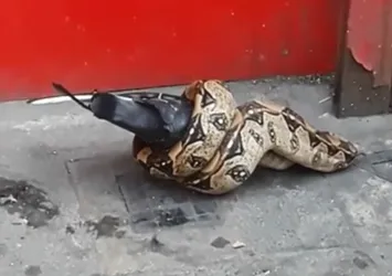 Şehrin ortasında feci görüntü!