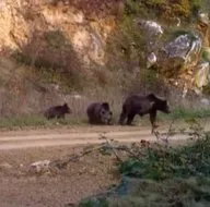 Bazı bağlar engel tanımaz! Engelli ayı ve ailesi...