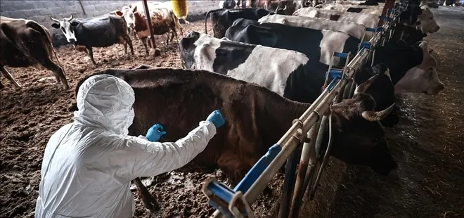 Sakarya'da 37 mahallede şap karantinası!