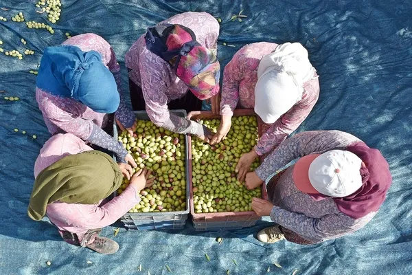 Türkiye tarihinde bir ilk! Sofralık zeytin ihracatında rekor