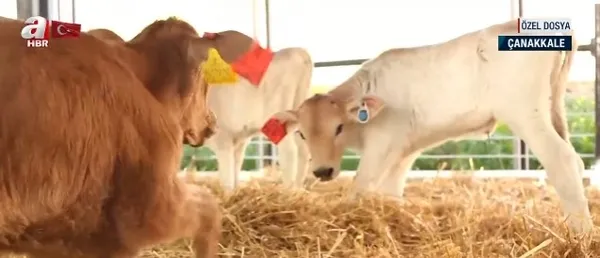 tubitak-onayli-ilk-a2-sut-uretim-tesisi-bu-tesiste-hayvan-refahi-en-ust-duzeyde-1710430905524.jpg