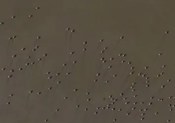 Burdur'da doğa harikası görüntüler! Göle gelen binlerce flamingo eşsiz bir manzara sundu