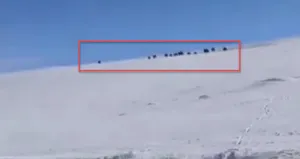 Gündüz vakti sürü halinde ortaya çıktılar