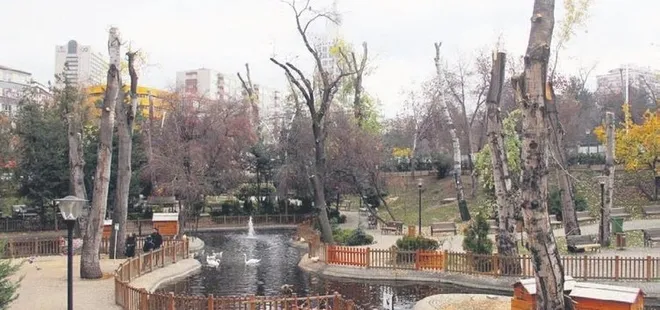 CHP'li belediye budamadı ağaç katliamı yaptı