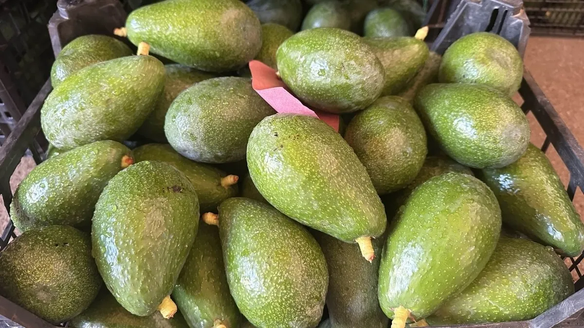 Üreticilerin yeni kabusu: Fiyatları uçunca hırsızlar o meyveyi gözüne kestirdi! Jandarma korumasıyla toplanıyor