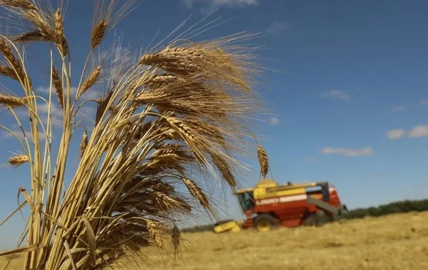 BUĞDAY VE ARPA FİYATLARI 2023! Arpa ve buğday alım fiyatları ne kadar, kaç TL oldu? TMO 1 ton buğday taban fiyatı...